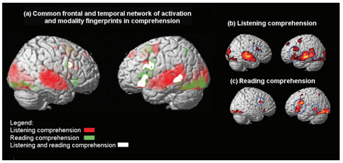 listening and reading brain activity implications for B2B Sales